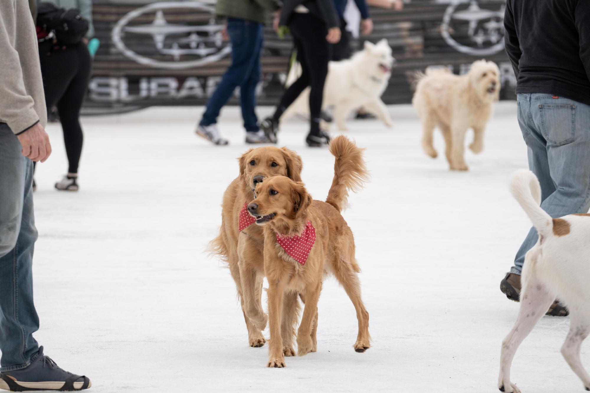 Dog Days of Winter 2023Dog Days of Winter 2023 - Taylor Longwell