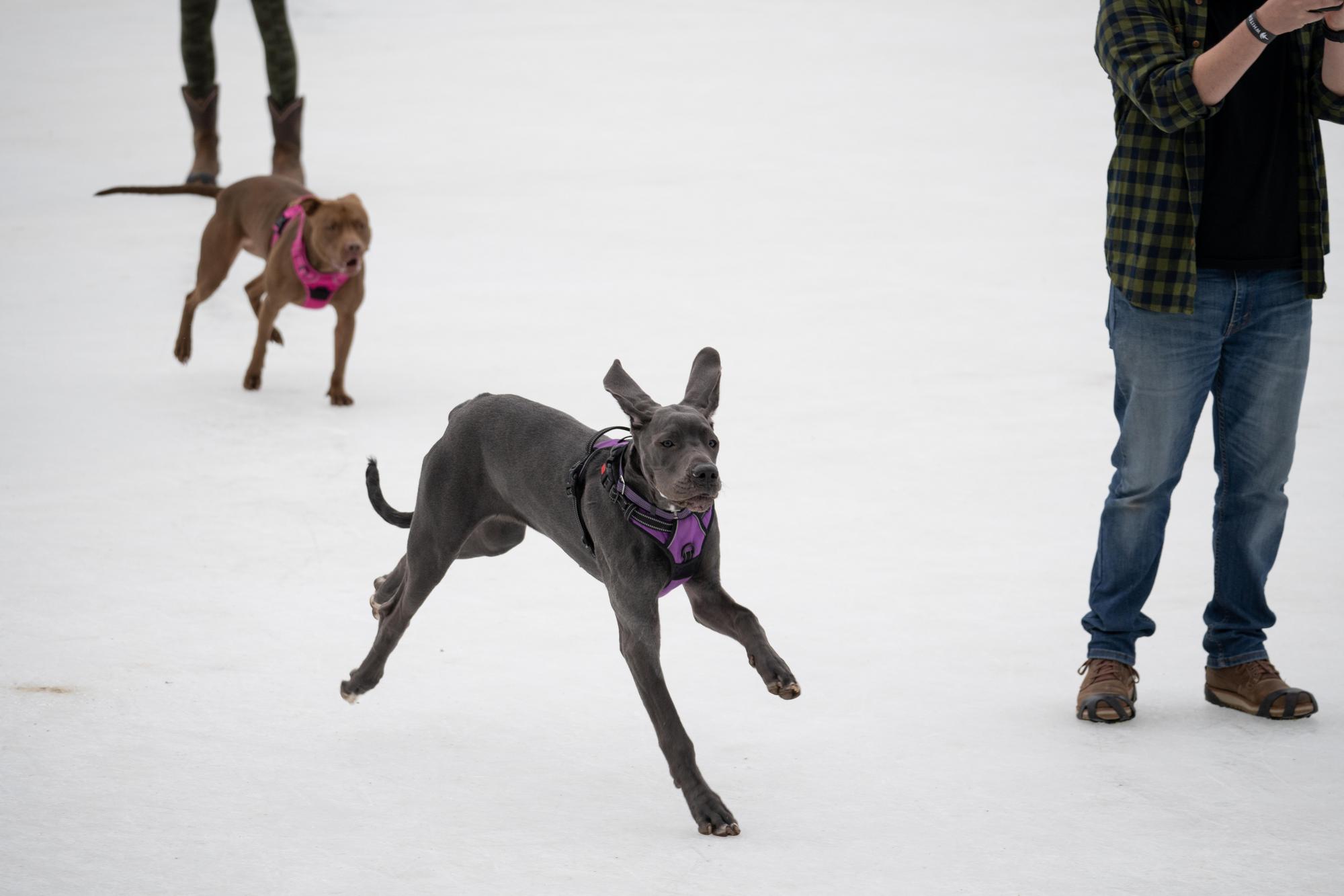 Dog Days of Winter 2023Dog Days of Winter 2023 - Taylor Longwell