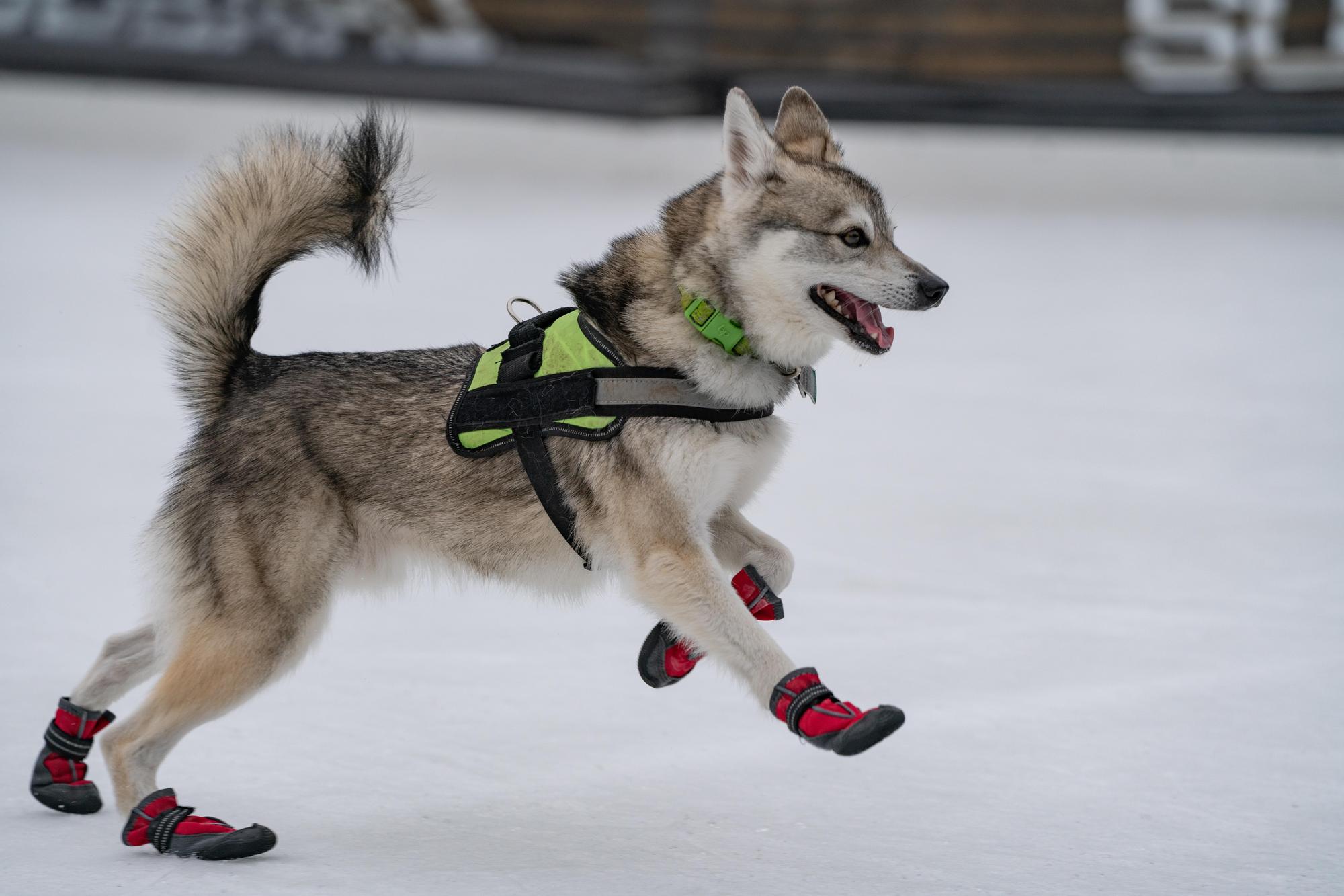 Dog Days of Winter 2022