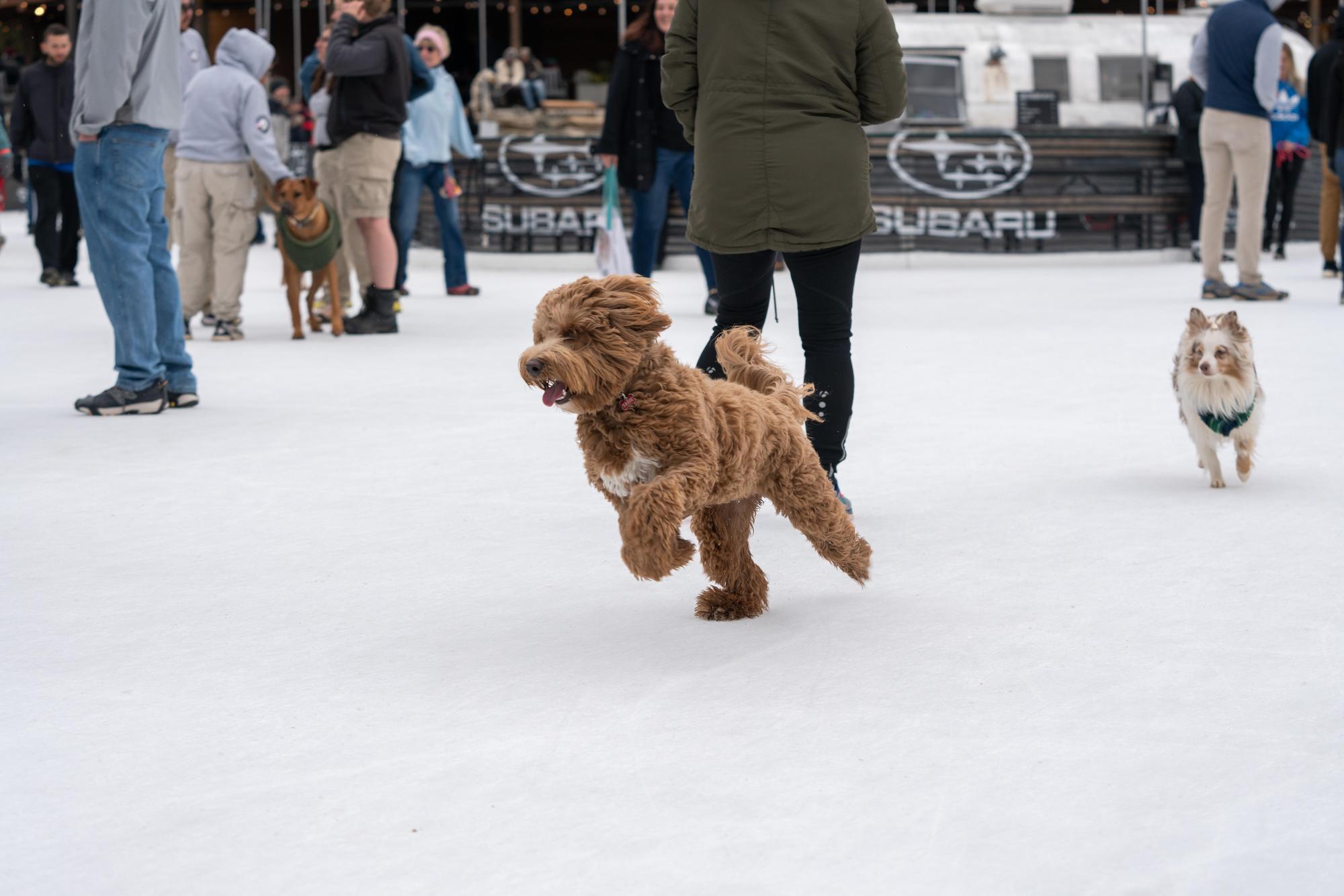 Dog Days of Winter 2022