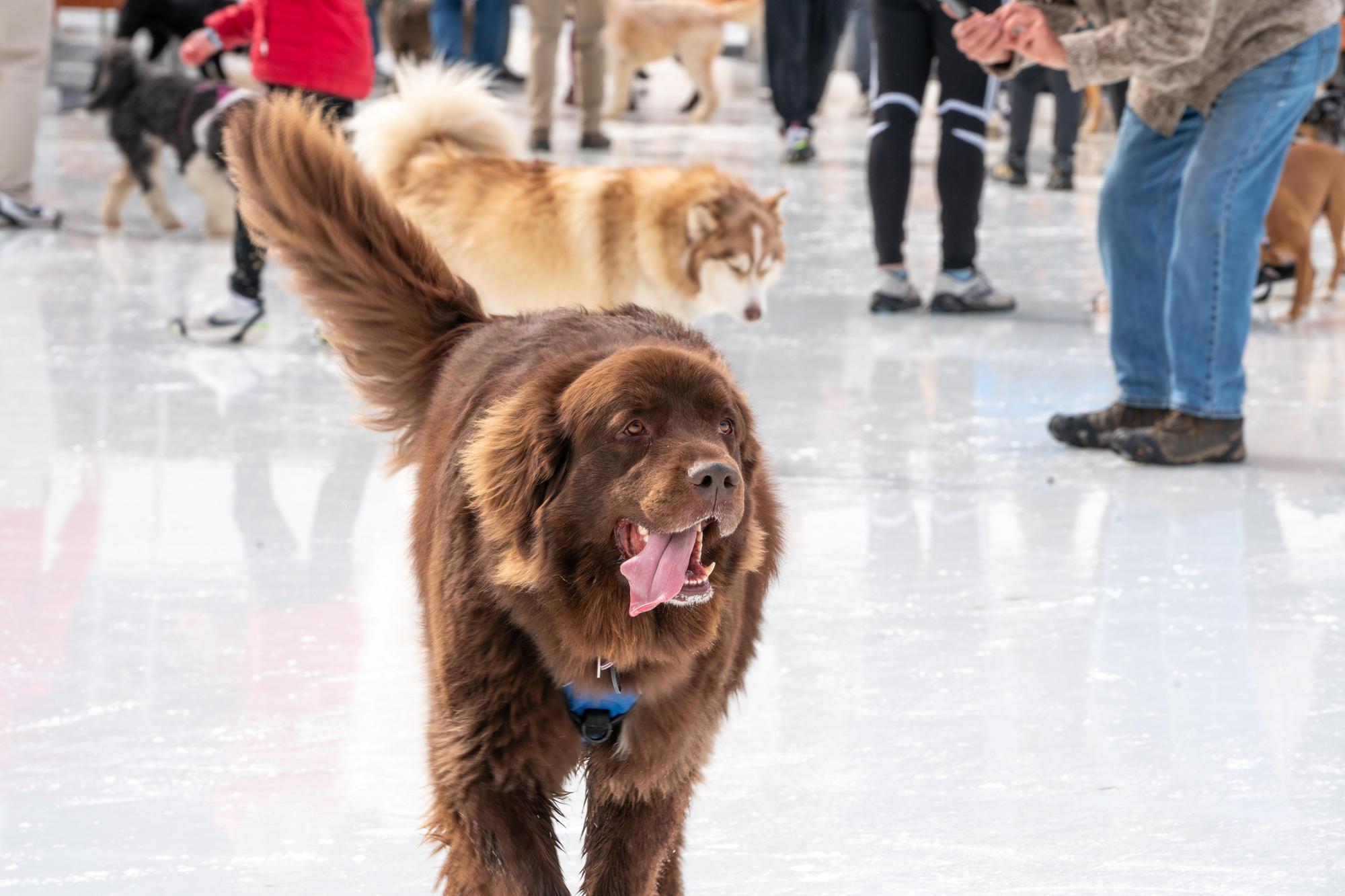 Dog Days of Winter 2024 - Sean Richard