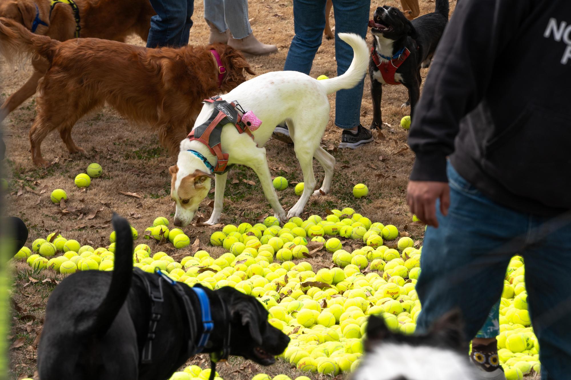 Dog Days of Winter 2024 - Sean Richard