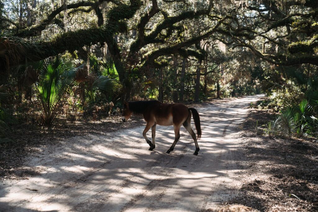 Cumberland Island Bikepacking - Emily Cameron
