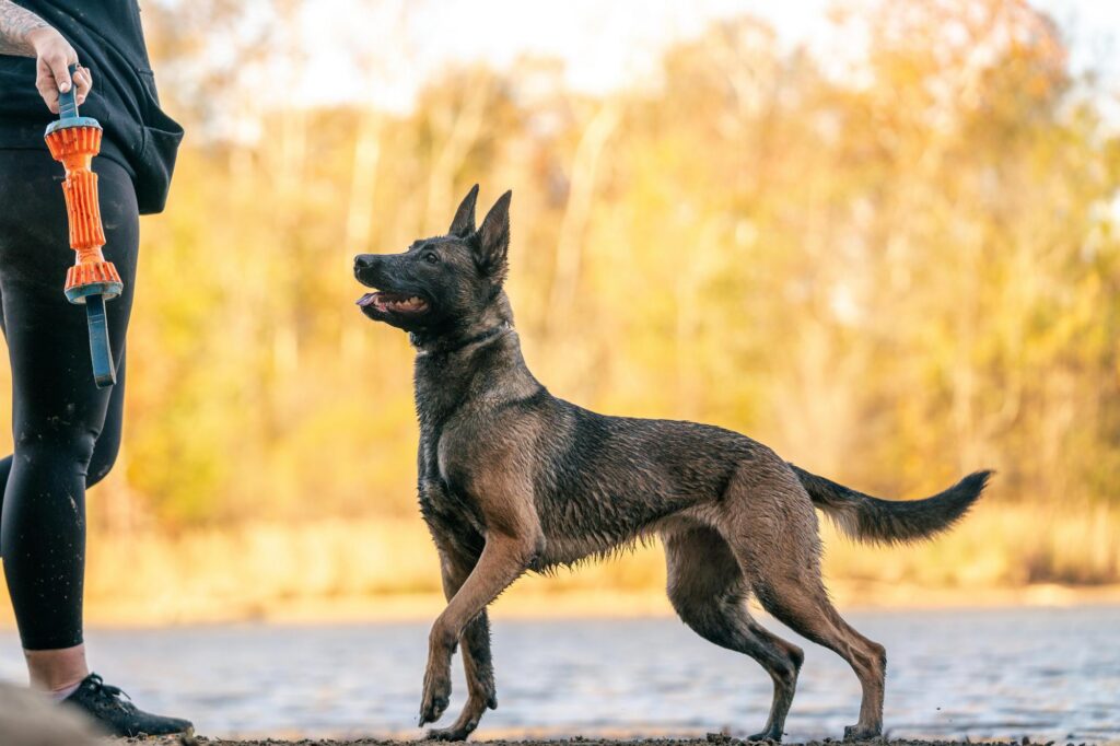 Off Leash: Trick & Treat