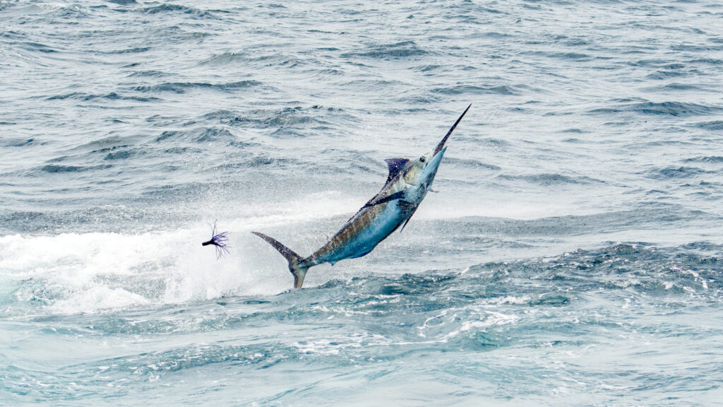 DSC_6543-scaled