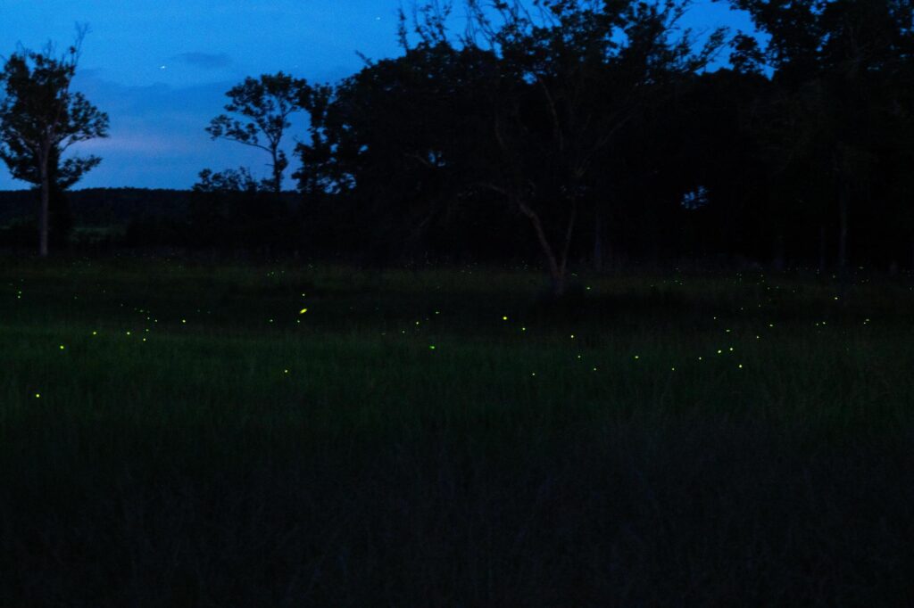May 2024 Firefly Sync - Sean Richard