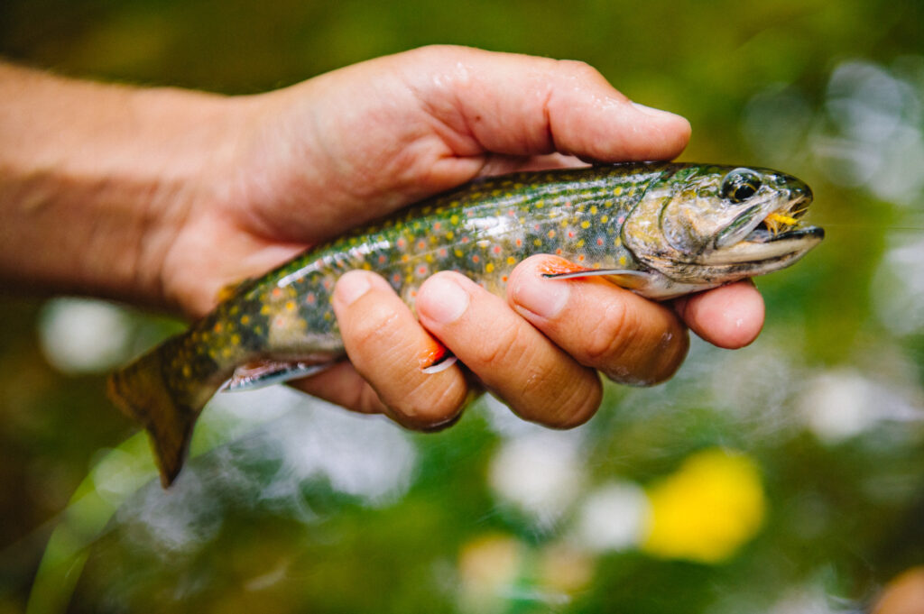 fishing-big-creek (11)