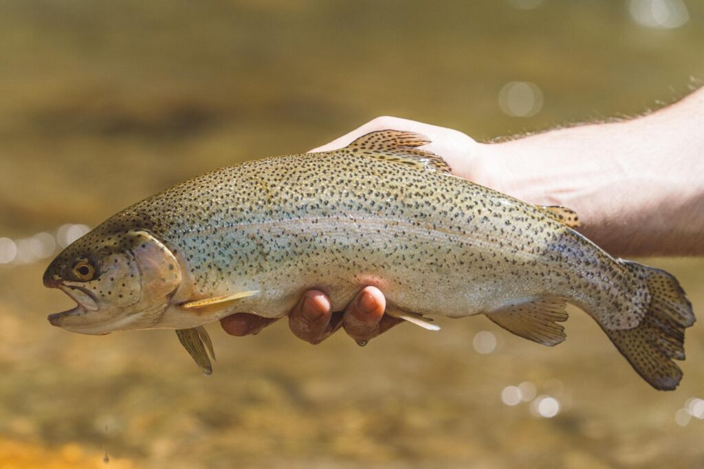 fishing-big-creek (13)