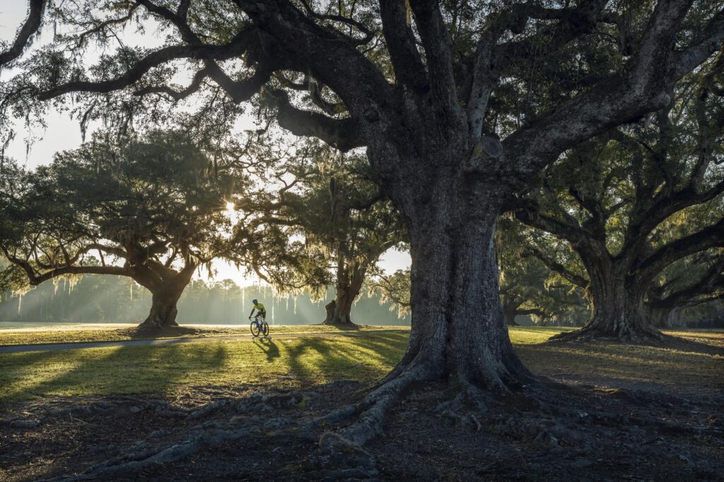 Francis Marion National Forest Middleburg Plantation