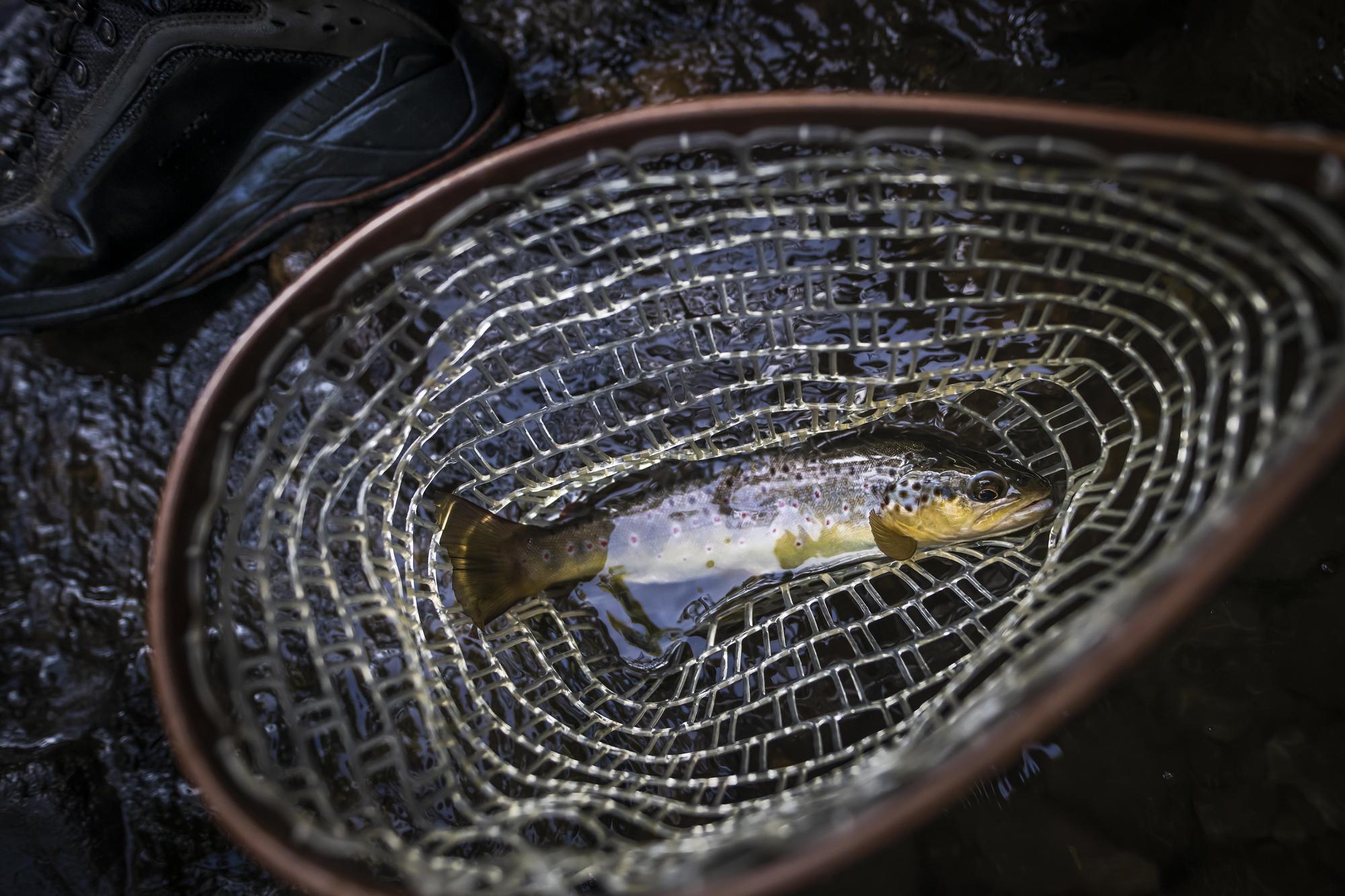 Whitewater Grayson Fly Fishing