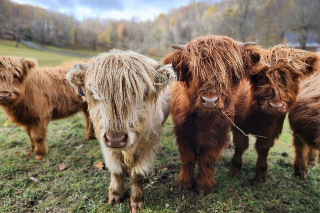 4508721613049569881-2