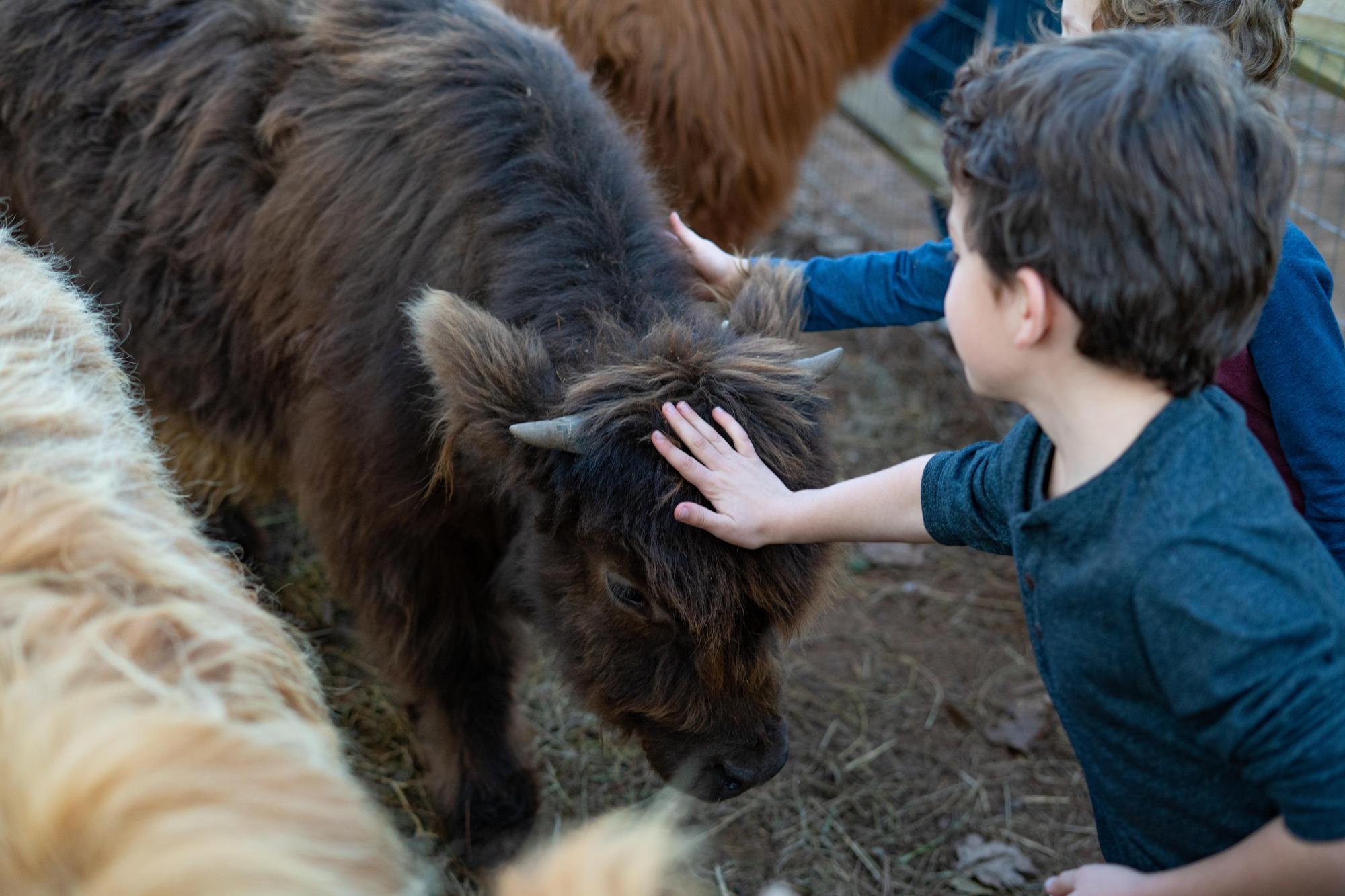 Cow Event Promo-06765