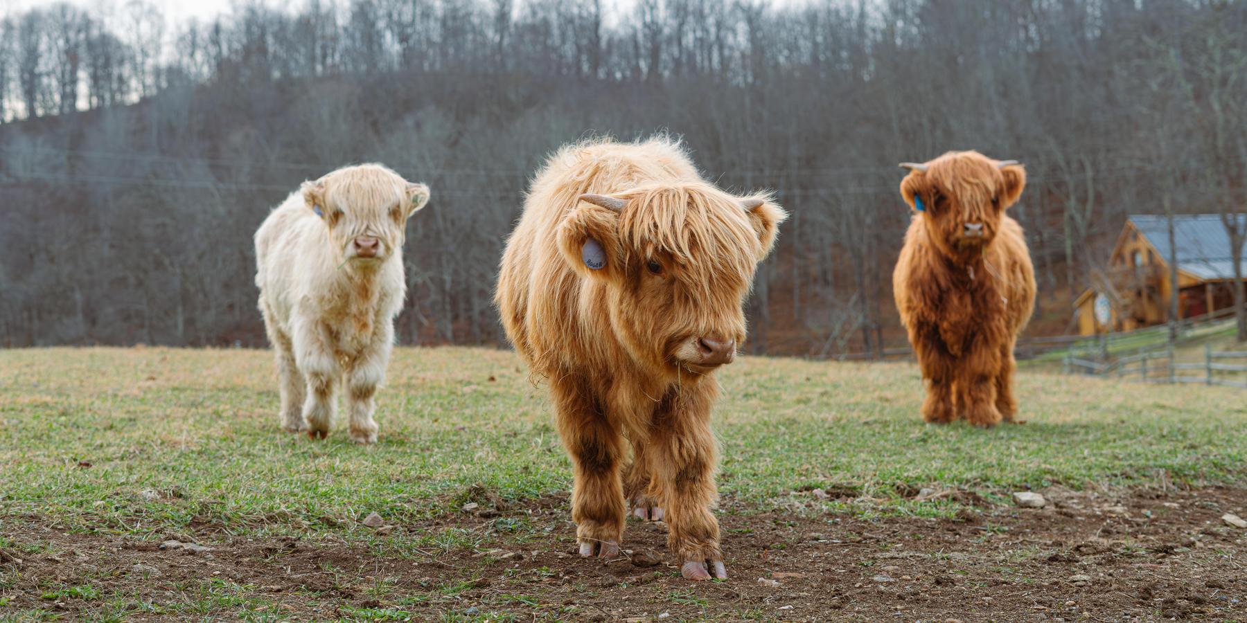 Highland Cow Programs